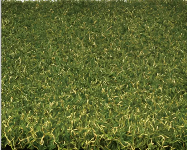 Stadium Gold 30 artificial grass in Melbourne